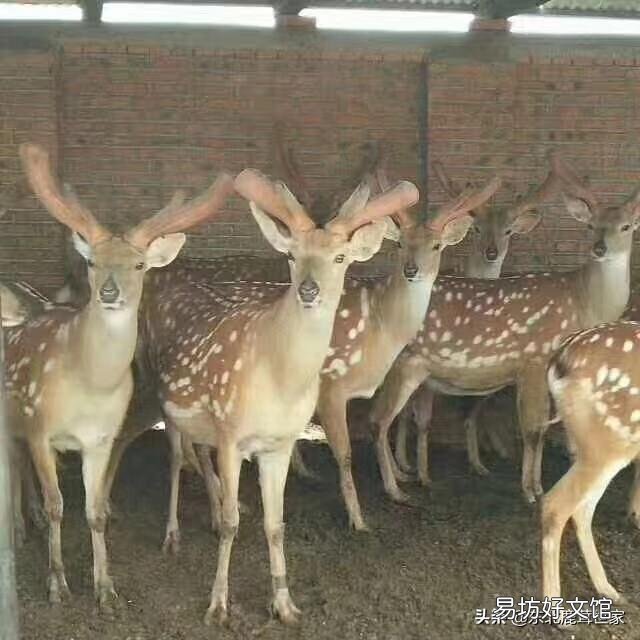 梅花鹿的鹿茸被锯掉时，鹿会感觉到疼痛吗？