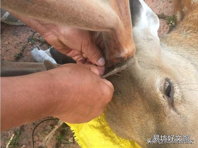 梅花鹿的鹿茸被锯掉时，鹿会感觉到疼痛吗？