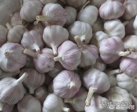 大蒜种植如何选种?大小如何选?白皮蒜还是紫皮蒜的市场比较好?