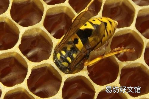 马蜂窝泡酒喝能治疗类风湿可信吗？