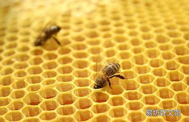 马蜂窝泡酒喝能治疗类风湿可信吗？