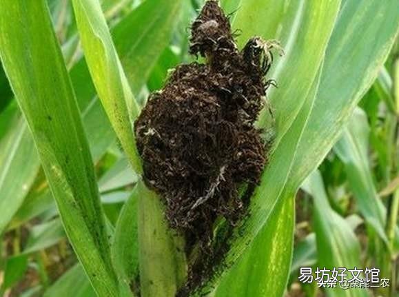 玉米地长了大灰包怎么除?