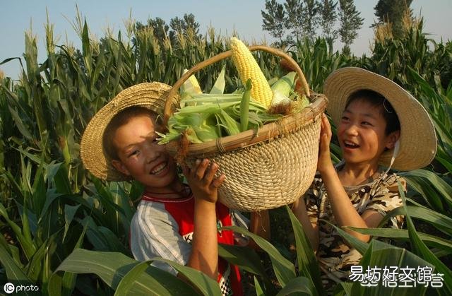 玉米地长了大灰包怎么除?
