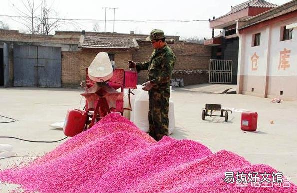 玉米地长了大灰包怎么除?