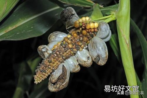 玉米地长了大灰包怎么除?