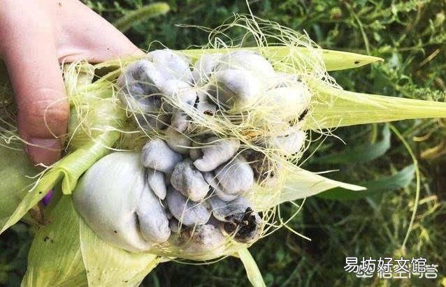 玉米地长了大灰包怎么除?