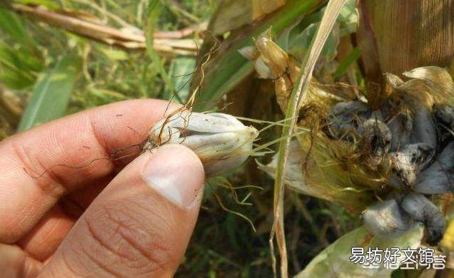玉米地长了大灰包怎么除?