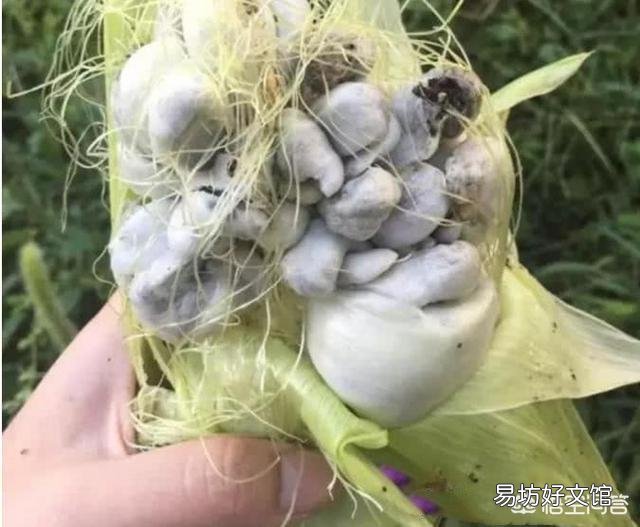 玉米地长了大灰包怎么除?