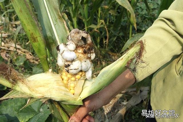 玉米地长了大灰包怎么除?