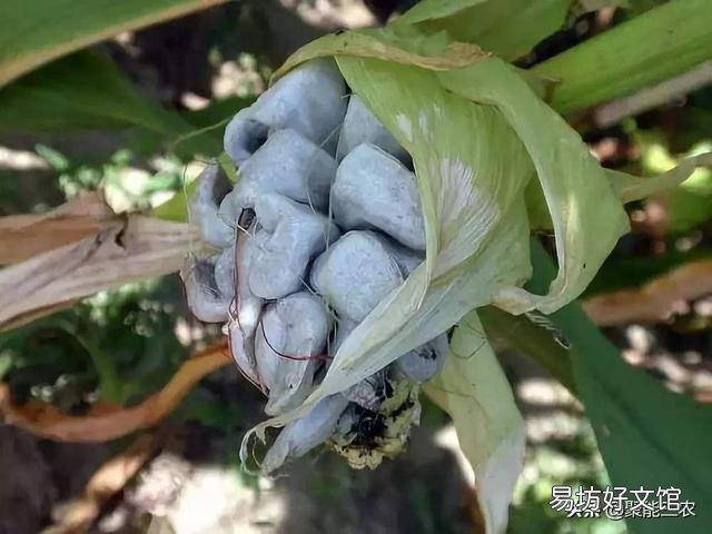 玉米地长了大灰包怎么除?