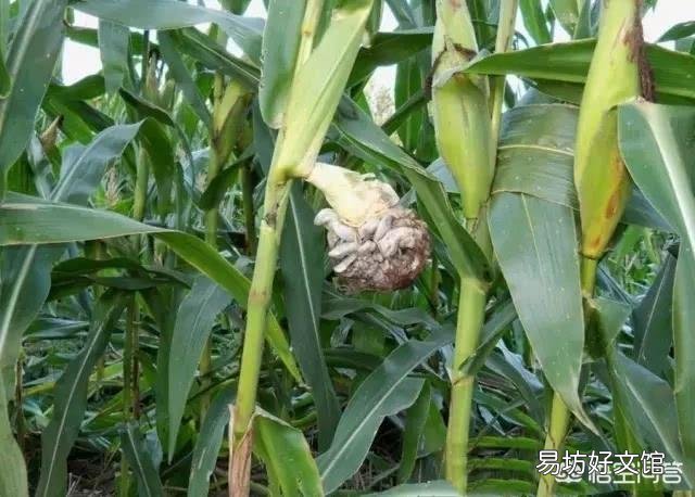 玉米地长了大灰包怎么除?