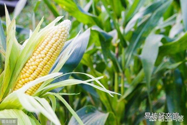 玉米地长了大灰包怎么除?