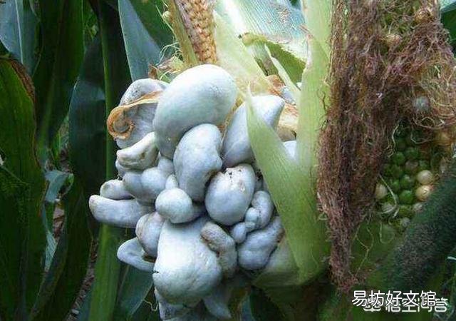 玉米地长了大灰包怎么除?
