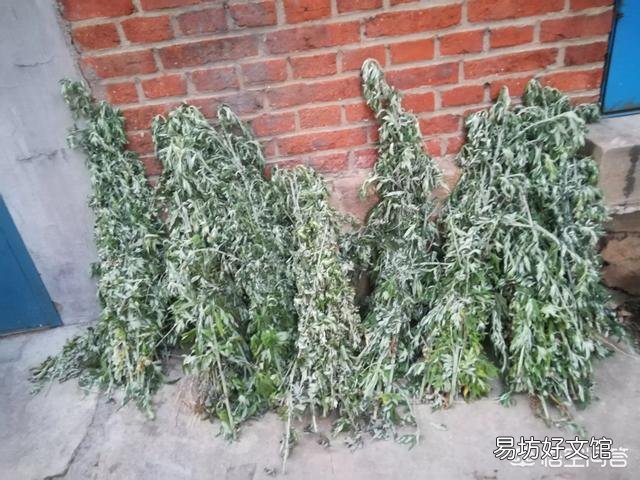 艾草怎樣晾干？