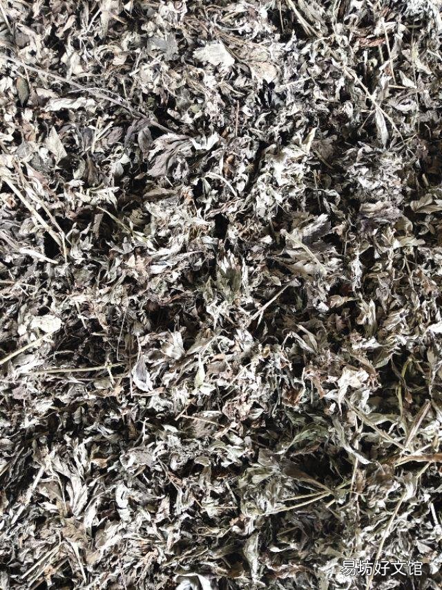 艾草怎樣晾干？