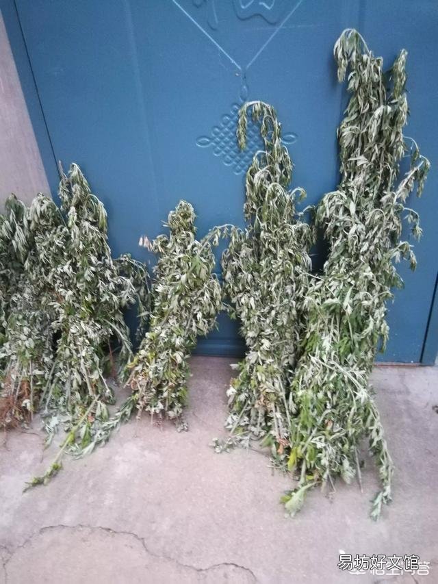 艾草怎樣晾干？