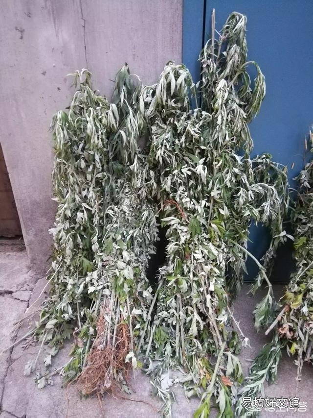 艾草怎樣晾干？