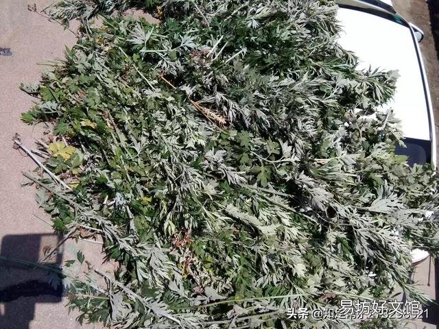 艾草怎樣晾干？