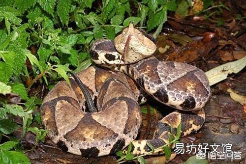 今天在农村玉米地里干农活的时候,抓到一条重达3斤的五步蛇,能够卖到多少钱呢?