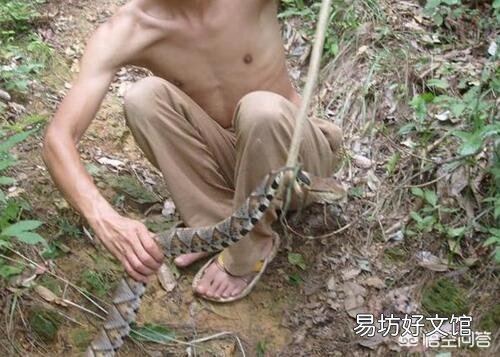 今天在农村玉米地里干农活的时候,抓到一条重达3斤的五步蛇,能够卖到多少钱呢?