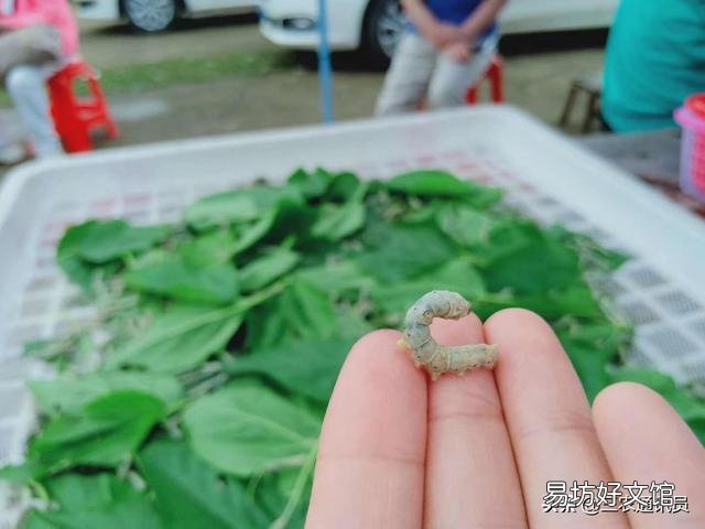 今天在农村玉米地里干农活的时候,抓到一条重达3斤的五步蛇,能够卖到多少钱呢?