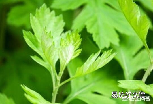 农村老人说：端午节的艾草有两不挂。你知道是哪两不挂吗？为什么？