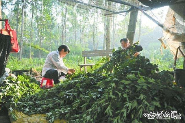 农村老人说：端午节的艾草有两不挂。你知道是哪两不挂吗？为什么？