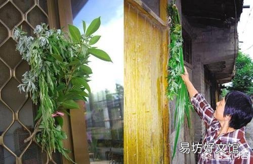 农村老人说：端午节的艾草有两不挂。你知道是哪两不挂吗？为什么？