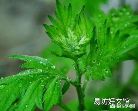 农村老人说：端午节的艾草有两不挂。你知道是哪两不挂吗？为什么？