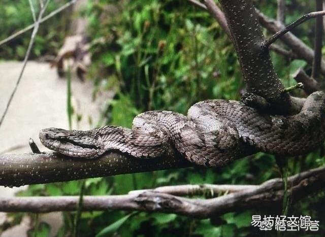 農村老人說夏天進山最怕的就是“七橫八吊九纏樹”，是什么意思，有什么道理嗎？