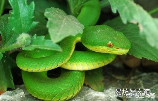 農村老人說夏天進山最怕的就是“七橫八吊九纏樹”，是什么意思，有什么道理嗎？