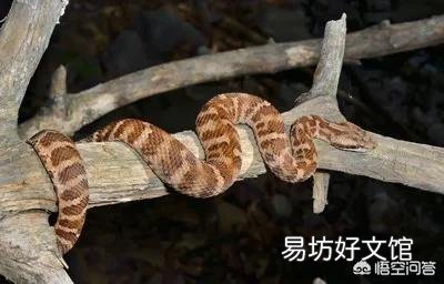 農村老人說夏天進山最怕的就是“七橫八吊九纏樹”，是什么意思，有什么道理嗎？