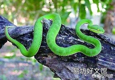 農村老人說夏天進山最怕的就是“七橫八吊九纏樹”，是什么意思，有什么道理嗎？