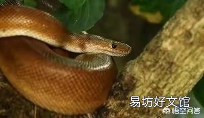 農村老人說夏天進山最怕的就是“七橫八吊九纏樹”，是什么意思，有什么道理嗎？
