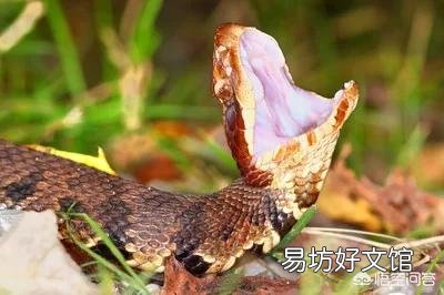 農村老人說夏天進山最怕的就是“七橫八吊九纏樹”，是什么意思，有什么道理嗎？