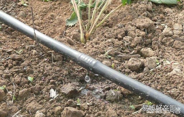 水肥一体化 哪些农作物适合安装滴灌?
