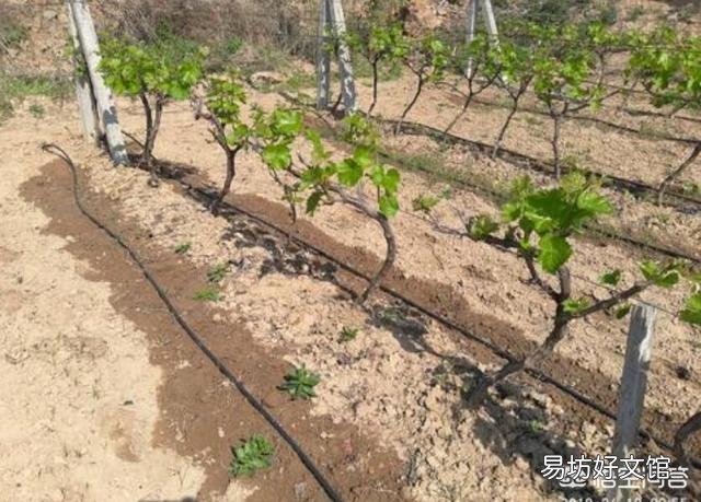 水肥一体化 哪些农作物适合安装滴灌?