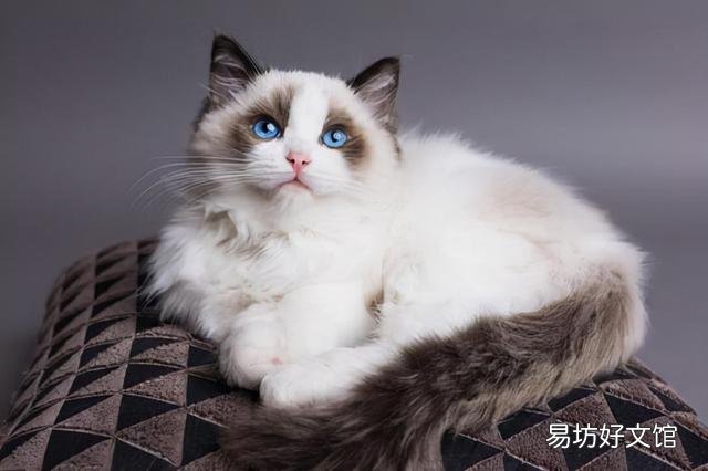 貓的價格表(貓的價格表寵物貓種類)