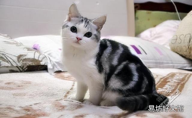 貓的價格表(貓的價格表寵物貓種類)