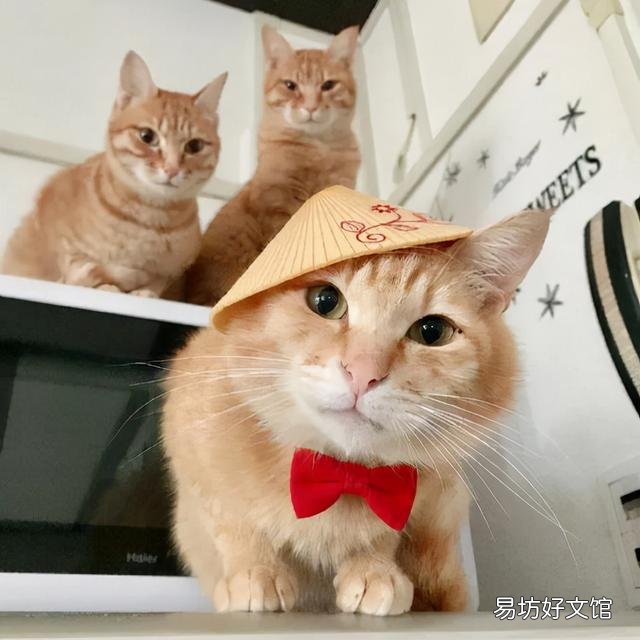 貓的價格表(貓的價格表寵物貓種類)