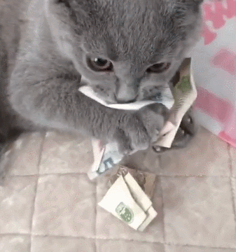 貓的價格表(貓的價格表寵物貓種類)