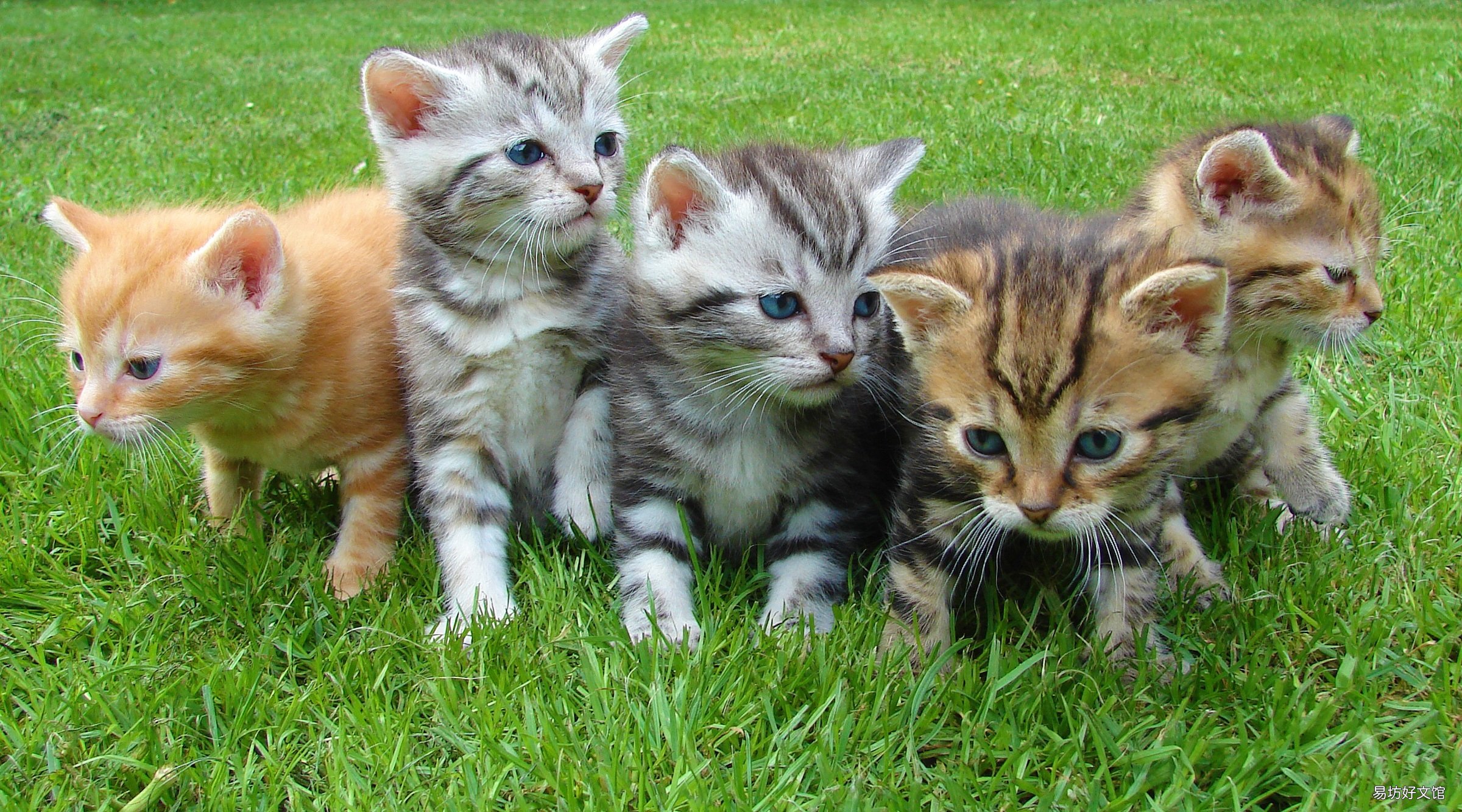 猫多大成年(猫多大算是成年)