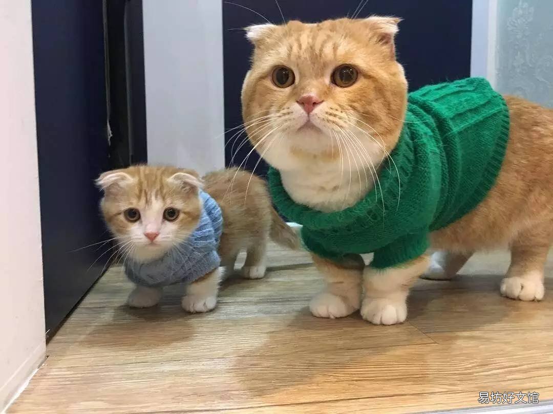 猫多大成年(猫多大算是成年)