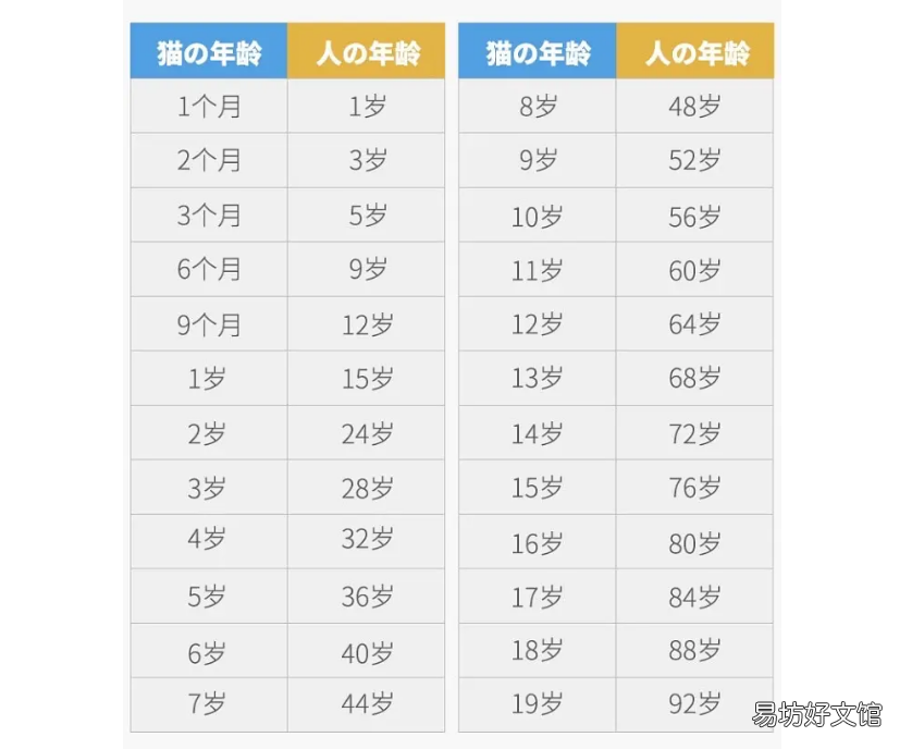 猫多大成年(猫多大算是成年)