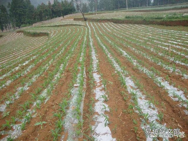 為什么地瓜蓋地膜農民喜歡用黑色的？難道增產嗎？