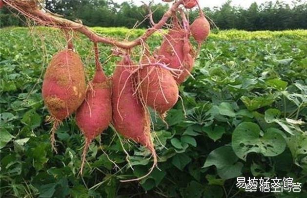 為什么地瓜蓋地膜農民喜歡用黑色的？難道增產嗎？