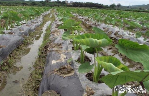 為什么地瓜蓋地膜農民喜歡用黑色的？難道增產嗎？