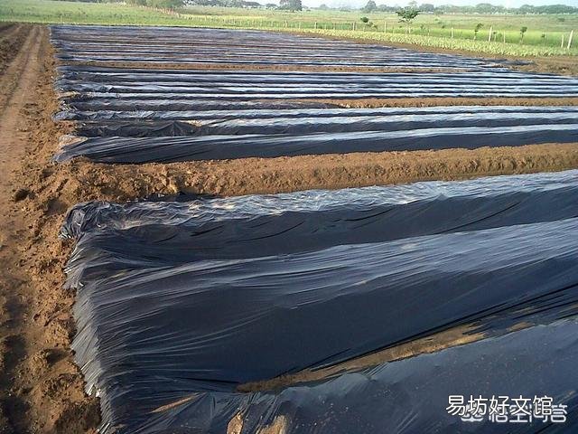 為什么地瓜蓋地膜農民喜歡用黑色的？難道增產嗎？