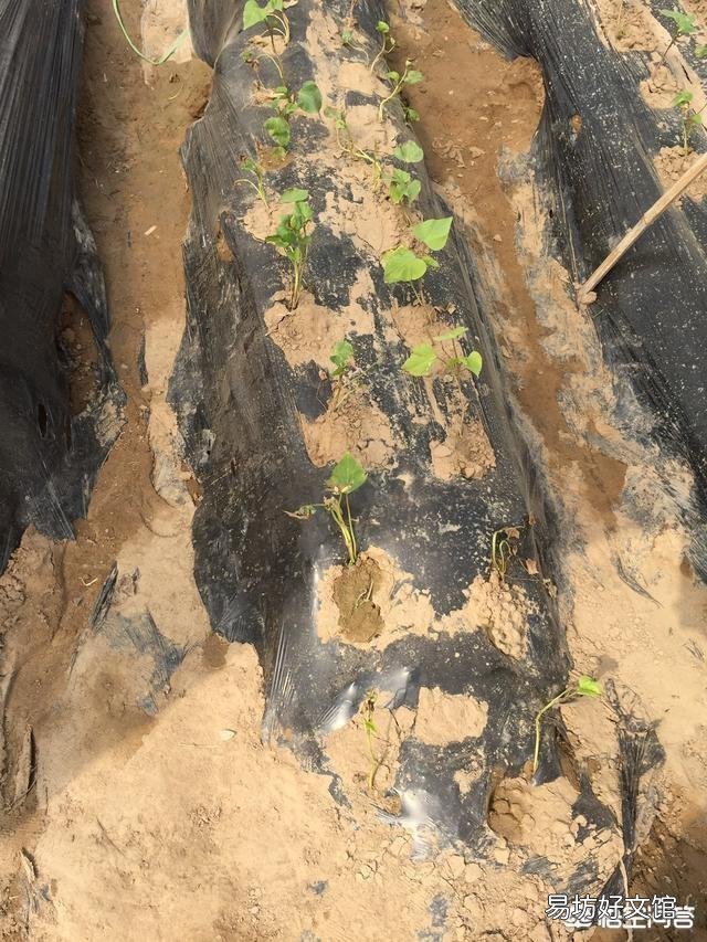 為什么地瓜蓋地膜農民喜歡用黑色的？難道增產嗎？