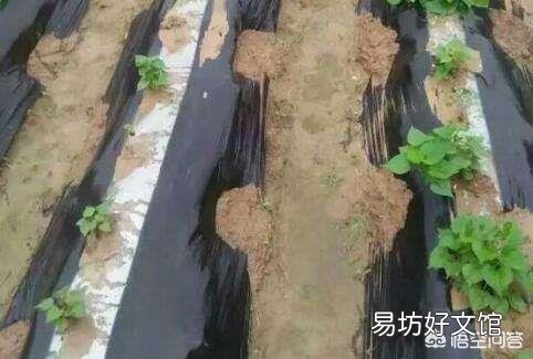 為什么地瓜蓋地膜農民喜歡用黑色的？難道增產嗎？